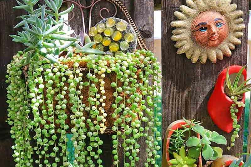 String of Pearls, Senecio rowleyanus, String of Beads, Hanging Succulent, Hanging basket Succulent